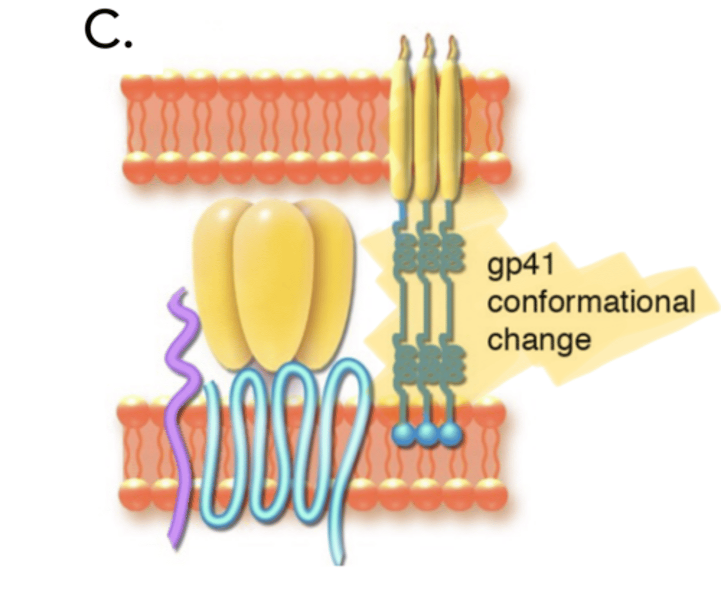 <p>HIV Entry- Fusion</p><p>c) ___ stretches out and inserts itself into the host cell membrane</p>