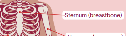 <p>Breastbone</p>