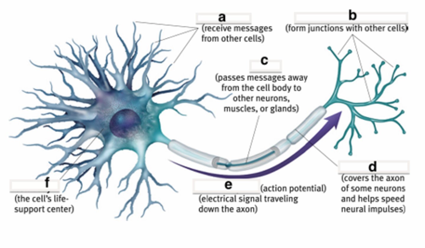 <p>a brief electrical charge that travels down an axon</p>