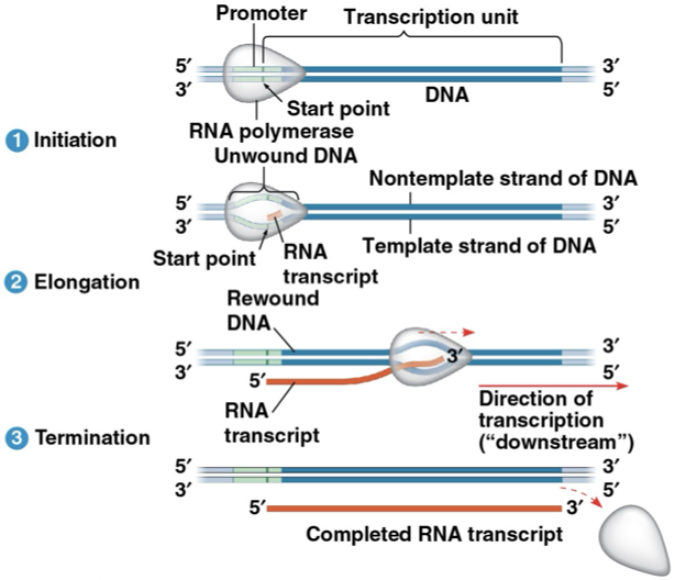 <p>Initiation- RNA polymerase II latches onto the promoter with the help of transcription factors. In eukaryotes, there’s a TATA box. The RNA polymerase II pries the two strands of DNA apart and RNA replication begins at the “start point” of the template strand</p><p>Elongation- The DNA strand being copied elongates</p><p>Termination- RNA polymerase II falls off after transcribing the polyadenylation signal, leaving behind a transcription unit</p><ul><li><p>a gene can be transcribed <mark data-color="yellow" style="background-color: yellow; color: inherit">simultaneously</mark> by <mark data-color="yellow" style="background-color: yellow; color: inherit">several RNA polymerases</mark></p></li><li><p>RNA polymerase doesn’t need a primer!</p></li></ul><p></p>