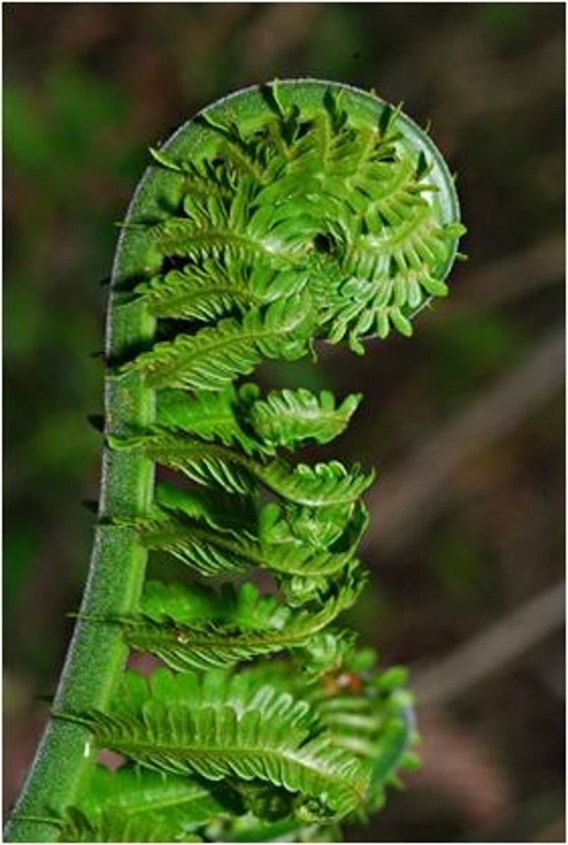 <p>unrolling of fern fronds</p>