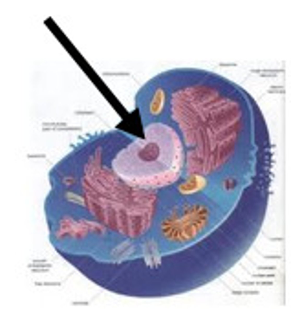 <p>a large organelle within the cell that houses the chromosomes and regulates the activities of the cell.</p>