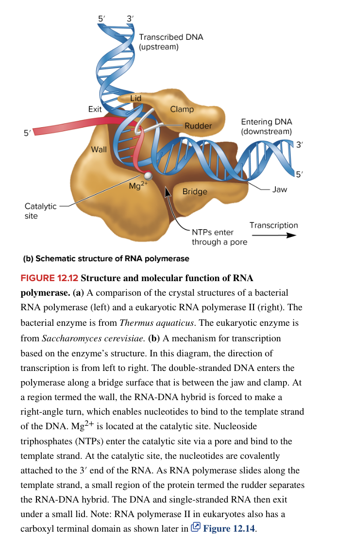 <ul><li><p>transcribes all protein-coding structural genes (basically synthesizes all mRNAs)</p></li><li><p>transcribes some snRNA genes needed for splicing</p></li></ul><p></p>