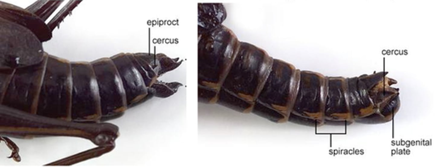 <p>Females are open, Males closed</p>