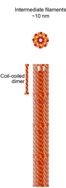 <p><em>middle-sized part of the cytoskeleton</em></p><ul><li><p>made of various fibrous proteins</p></li><li><p>reinforces cell shape</p></li><li><p>anchors organelles</p></li><li><p>mechanical strength</p></li><li><p>more permanent</p></li></ul><p></p>