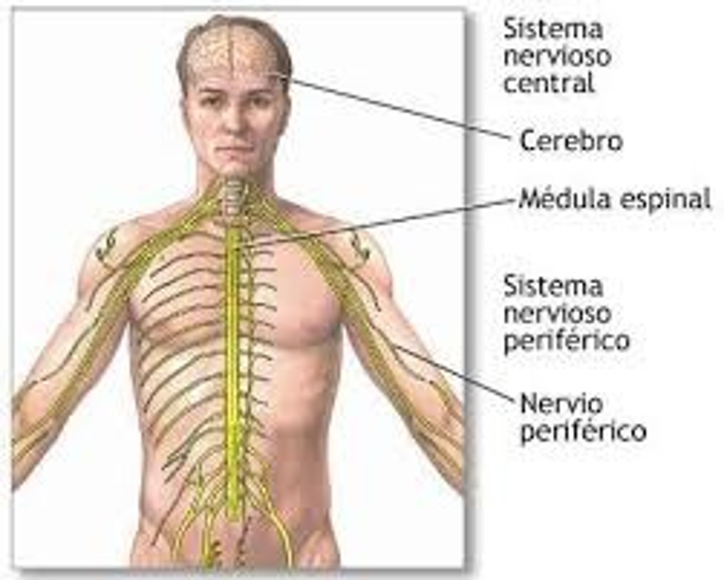 <p>el sistema</p>