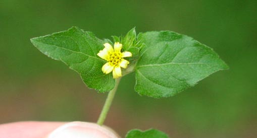 <p>Straggler Daisy</p>