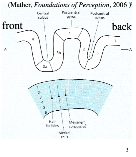 <p>where neurons from thalamus synapse - layer 4 of area 3a (proprioception) or 3b (touch)</p><ul><li><p>each type of mechanocreceptor connects to different column in 3b (in pic)</p></li><li><p>projects to area 1 and 2</p></li></ul><p></p>