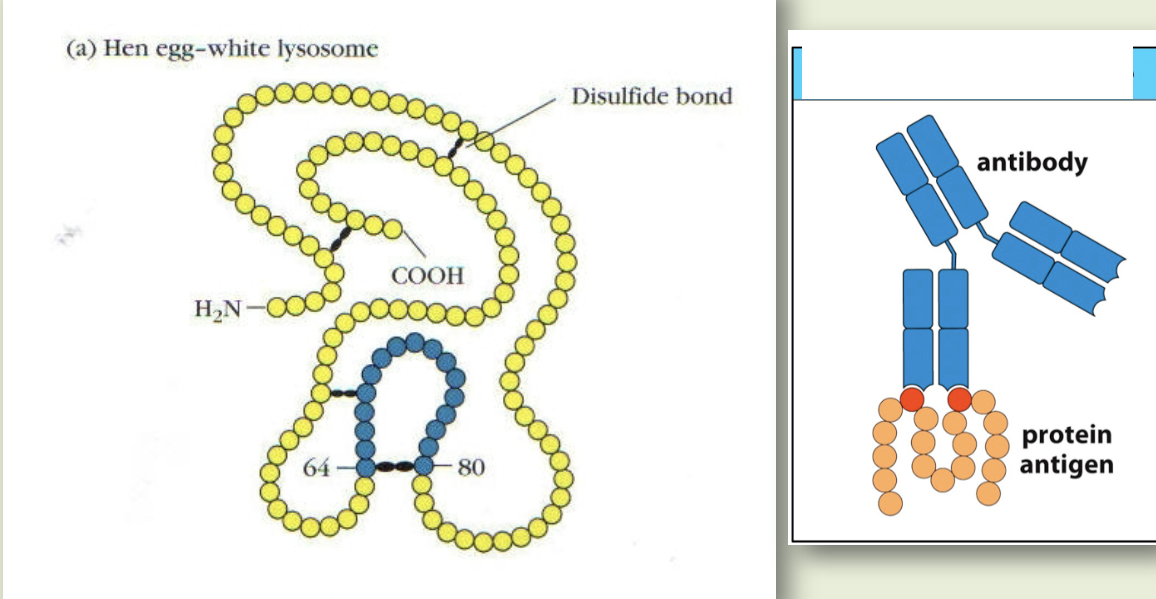 <p>amino acids that are distant in protein’s primary sequence, but brought together in 3D structure through folding</p>