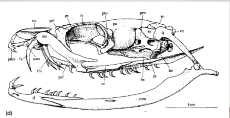 <ul><li><p>grooved fangs partially or completely closed over; fixed on front of maxillaee</p><ul><li><p>elapids (including hydrophiids): family of snakes characterized by their permanently erect fangs at the front of the mouth</p></li></ul></li></ul><p></p>