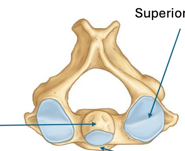 <p>what cervical vertebrae is this </p>