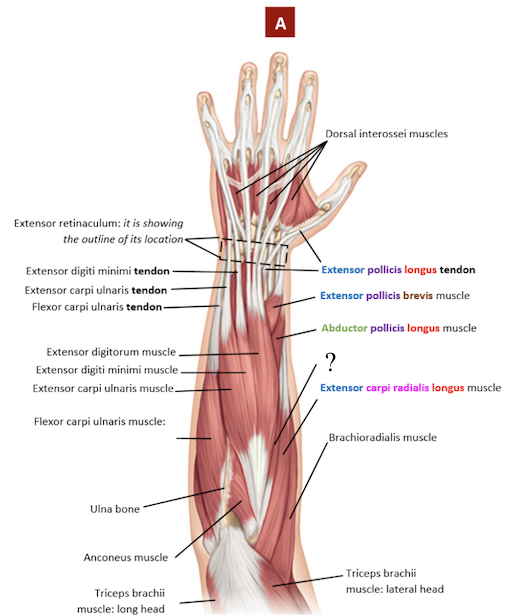 <p>located very close to the extensor capri radialis longus muscle</p><ul><li><p>extends the wrist and helps in radial flexion of the wrist </p></li></ul><p></p>