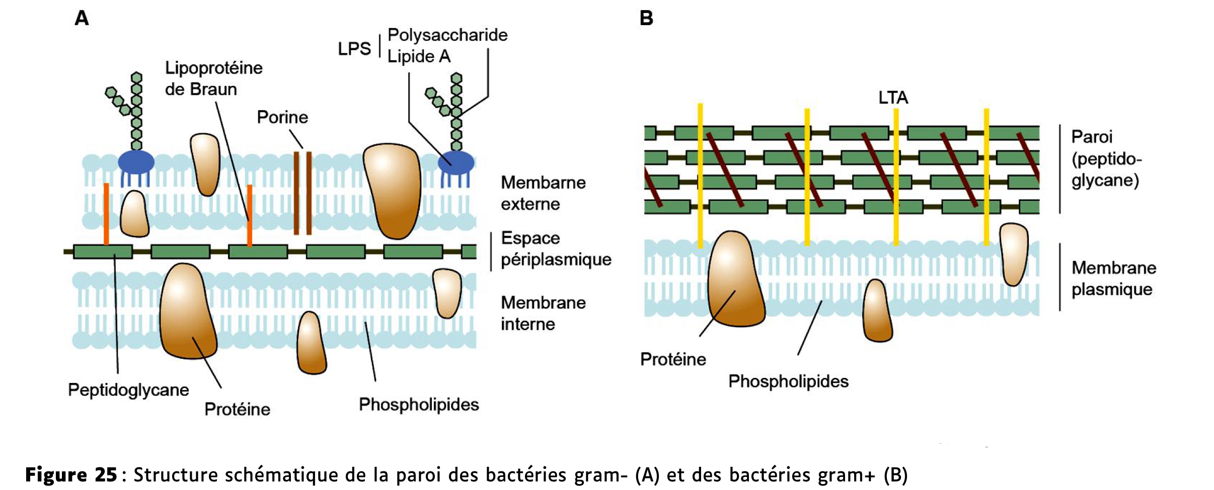 <p>Ils ont perdu la paroi, donc ne retiennent pas le colorant Gram → Gram−</p><p>Inverse chez firmicutes (gram+)</p>