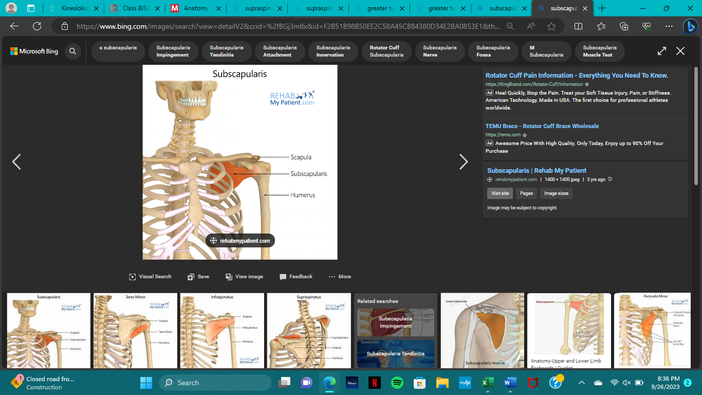 <p>innervation of subscapularis </p>