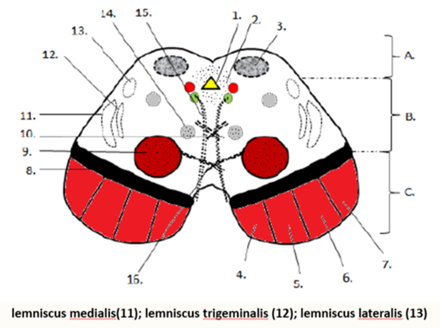 <p>via tegmentum mesencephali<br><br>1. lemniscus medialis<br>2. lemniscus spinalis<br>3. lemniscus trigeminalis<br>4. lemniscus lateralis</p>