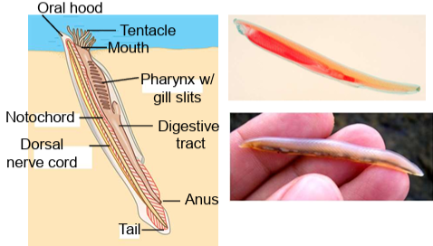 <p>They have a <strong>‘primitive’ brain</strong> but <strong>no skull</strong>.</p>