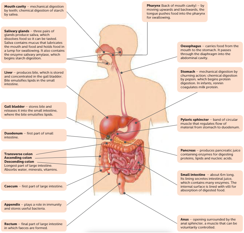 knowt flashcard image