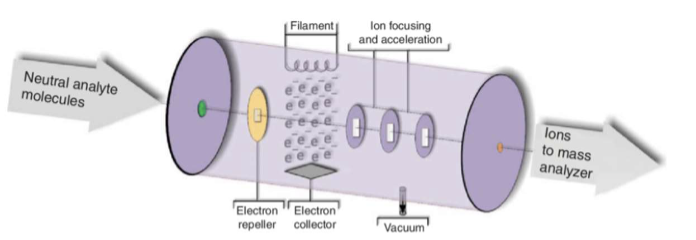 <p>is designed to produce gaseous ions; the electrons come form a tungsten filament, and the electrons and molecules collide. singly charged positive ions are extracted by a small potential through a slit. </p><p>when the electrons approach a molecule, the molecule undergoes rovibrational excitation; a transfer of energy to the molecule occurs; interaction with an electron beam ultimately ionized to molecule but also leaves that molecule in a highly excited vibrational and rotational state</p><p>relaxation occurs by extensive fragmentation giving a large number of positive ions that are less than the mass of the molecular ion</p>
