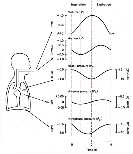 <ul><li><p><span>Lung volume = FRC</span></p></li><li><p><span>Air flow = 0 as alveolar pressure is 0 relative to barometric pressure</span></p></li><li><p><span>Negative intrapleural pressure -> allows for coupling of lungs and thorax (-0.5kPa)</span></p></li></ul>