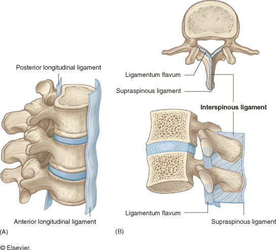 <p>Anterior Longitudinal Ligament, Posterior Longitudinal Ligament, Ligamentum Flavum, Interspinous and Supraspinous Ligaments </p>