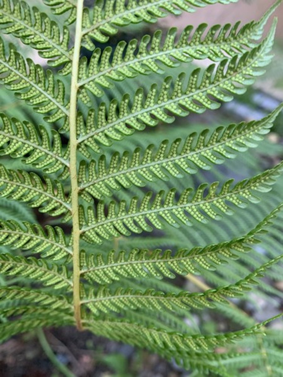 <p>Bipinnately compound leaves, deeply lobed. Spores are round with petiole that has a little white line, very long petioles about 12ft.</p>