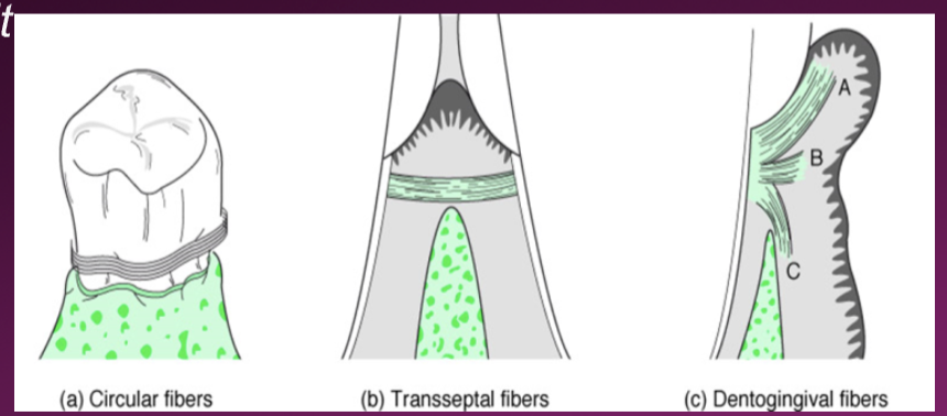 <p>Supragingival Fiber Bundles:</p>