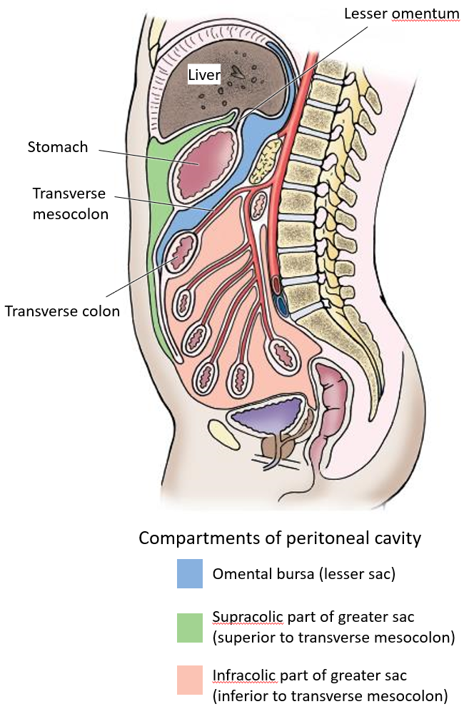 <ul><li><p><strong>Supracolic compartment</strong> (above the transverse mesocolon).</p></li><li><p><strong>Infracolic compartment</strong> (below the transverse mesocolon).</p></li></ul><p></p>