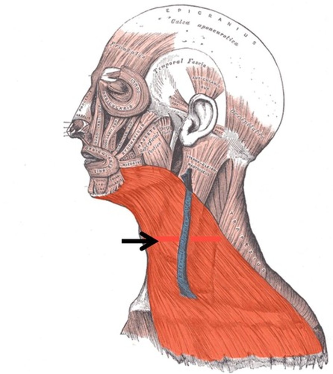 <p>Draws down the lower lip and angles of the mouth; tenses skin of the neck; helps depress mandible</p>