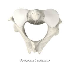 <p>name this bone or bone marking</p>