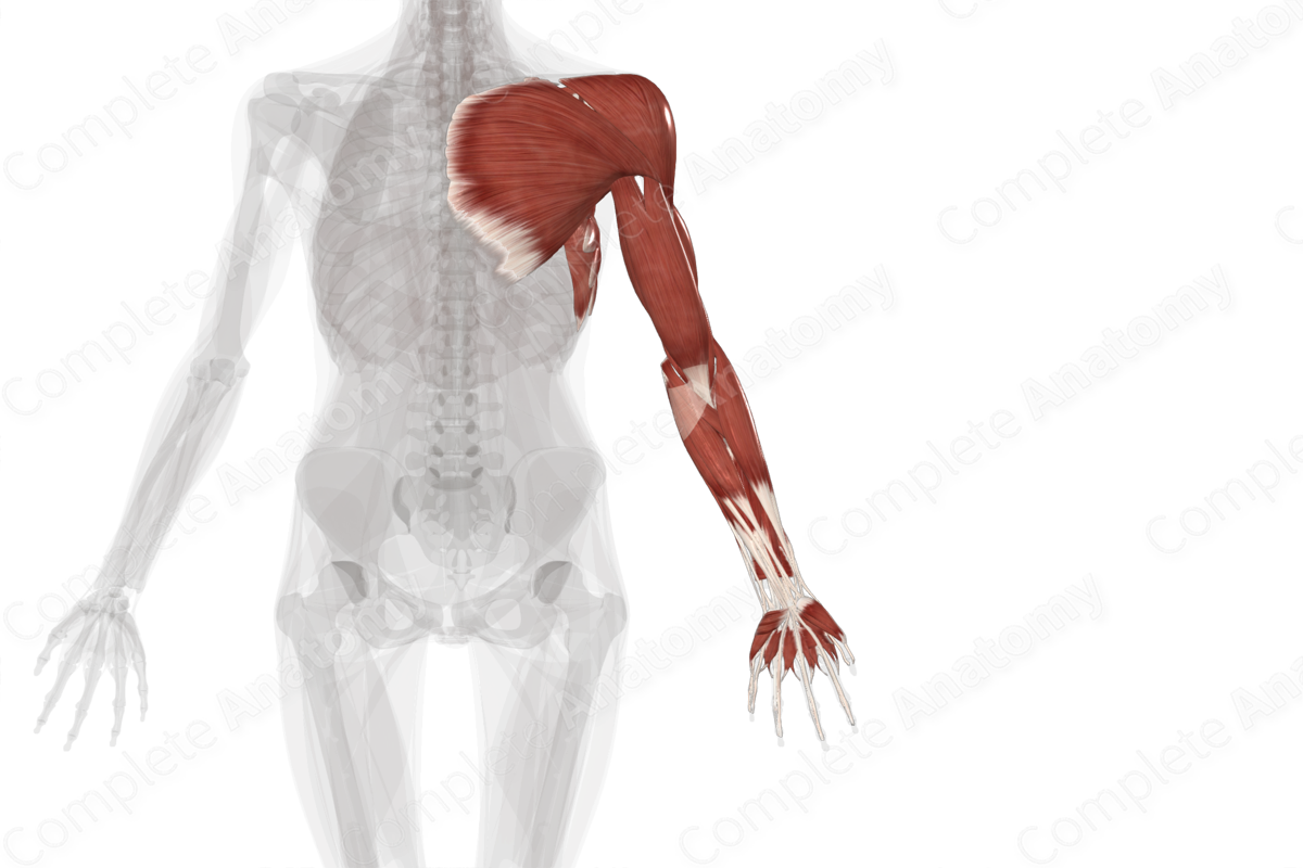 <p><span>extends from the shoulder joint to the fingers</span></p>