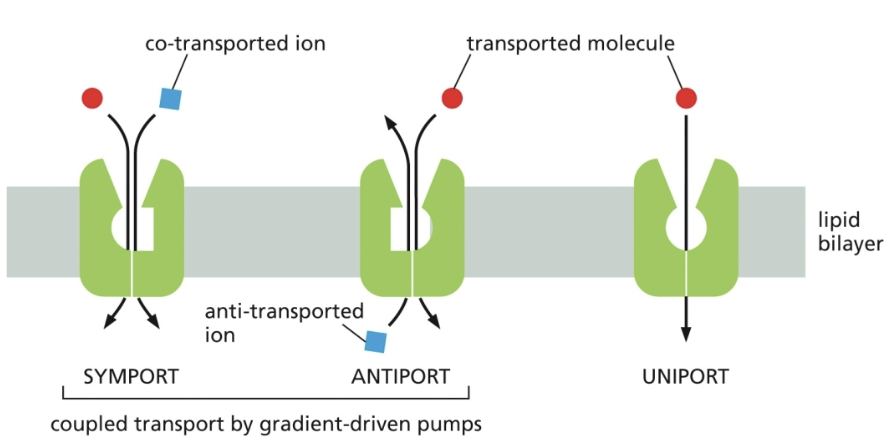 <p>Symporters: move 2 diff molecules in same direction across membrane</p><p>Antiporters: move 2 diff molecules in opposite directions across membrane </p><p>Uniport: move one molecule in one direction across membrane</p>