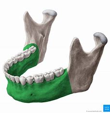 <p>What bone structure is the highlighted area?</p>