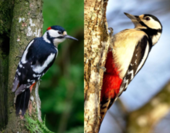 <p>Habitat: Land. </p><p>Övrigt: På sommaren äter den insekter och smådjur som fågelungar och på vintern frön från barrträd. Vid brist på kottar kan den flytta söderut på vintern. </p>
