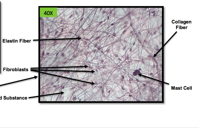 Loose packing >> allows for support >> attaches to skin underlying the tissues >> key location is the epidermis