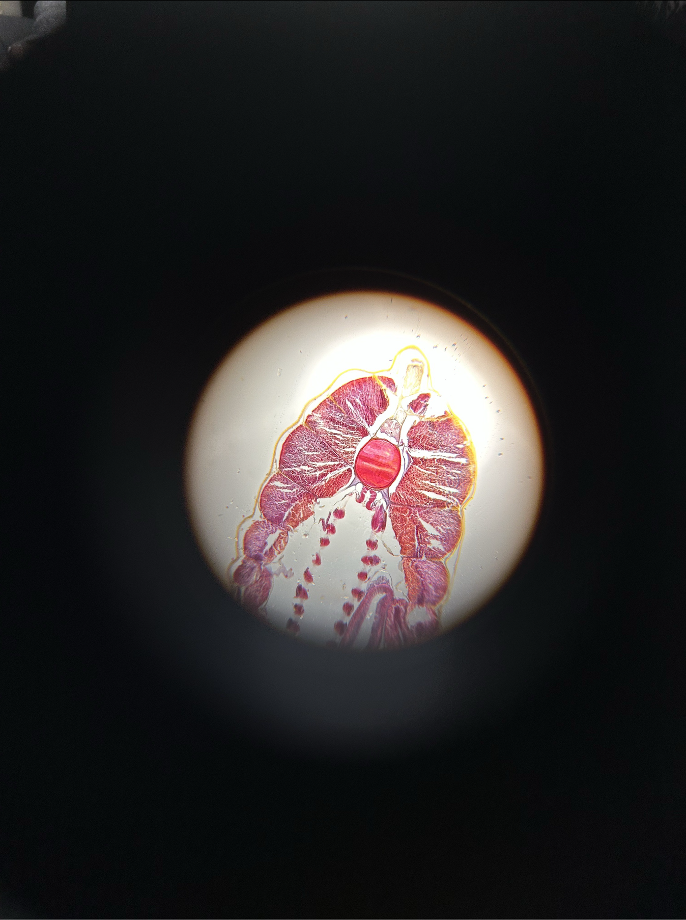 <p>what specimen is this?</p><p>identify the notochord, musculature, and pharyngeal slits</p>