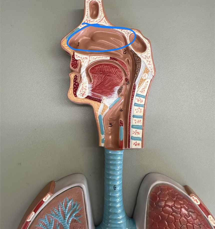 <p>whole section</p>
