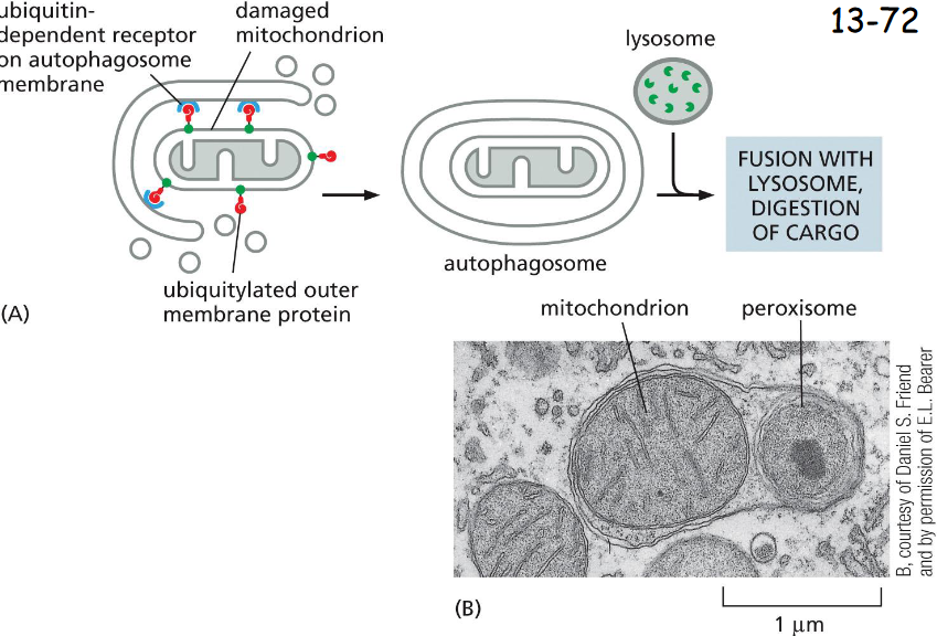 <p>cargo-specific </p><p>(A) A cargo receptor (blue) in the autophagosome membrane that directs it to a specific cargo, in this case a damaged mitochondrion.</p><p>(B) An electron micrograph of an autophagosome containing a mitochondrion and a peroxisome</p>