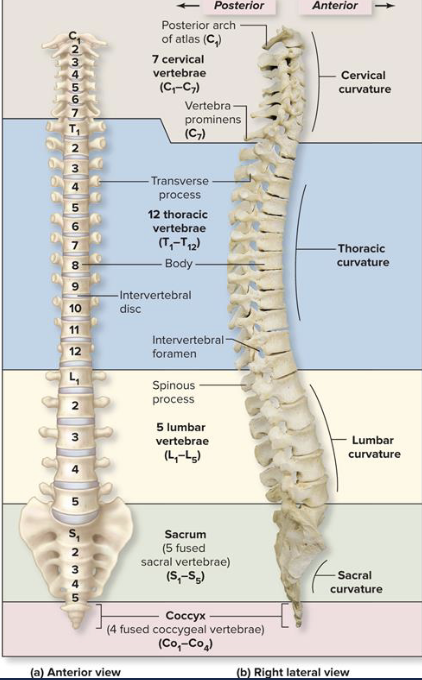 <ul><li><p><span style="color: rgb(0, 0, 0);">24 individual vertebrae and fused the sacrum and coccyx</span></p></li></ul><p><span style="color: rgb(0, 0, 0);"><strong>Vertebral column divisions</strong></span><span style="color: rgb(0, 0, 0);"><br></span><span style="color: rgb(0, 0, 0);">• 5 divisions or regions</span><span style="color: rgb(0, 0, 0);"><br></span><span style="color: rgb(0, 0, 0);">• Identified by capital letter for region followed by numerical subscript</span><span style="color: rgb(0, 0, 0);"><br></span><span style="color: rgb(0, 0, 0);">          - Indicates sequence from superior to inferior locations</span></p><p><span style="color: rgb(0, 0, 0);"><br></span><span style="color: rgb(0, 0, 0);">• Cervical vertebrae</span><span style="color: rgb(0, 0, 0);"><br></span><span style="color: rgb(0, 0, 0);">• 7 vertebrae, C1–C7</span><span style="color: rgb(0, 0, 0);"><br></span><span style="color: rgb(0, 0, 0);">• Thoracic vertebrae</span><span style="color: rgb(0, 0, 0);"><br></span><span style="color: rgb(0, 0, 0);">• 12 vertebrae, T1–T12</span><span style="color: rgb(0, 0, 0);"><br></span><span style="color: rgb(0, 0, 0);">• Lumbar vertebrae</span><span style="color: rgb(0, 0, 0);"><br></span><span style="color: rgb(0, 0, 0);">• 5 vertebrae, L1–L5</span><span style="color: rgb(0, 0, 0);"><br></span><span style="color: rgb(0, 0, 0);">• Sacrum</span><span style="color: rgb(0, 0, 0);"><br></span><span style="color: rgb(0, 0, 0);">• Formed from 5 sacral vertebrae, S1–S5</span><span style="color: rgb(0, 0, 0);"><br></span><span style="color: rgb(0, 0, 0);">• Coccyx (tailbone)</span><span style="color: rgb(0, 0, 0);"><br></span><span style="color: rgb(0, 0, 0);">• Formed from 4 <strong>coccygeal vertebrae</strong>: Co1–Co4</span></p>