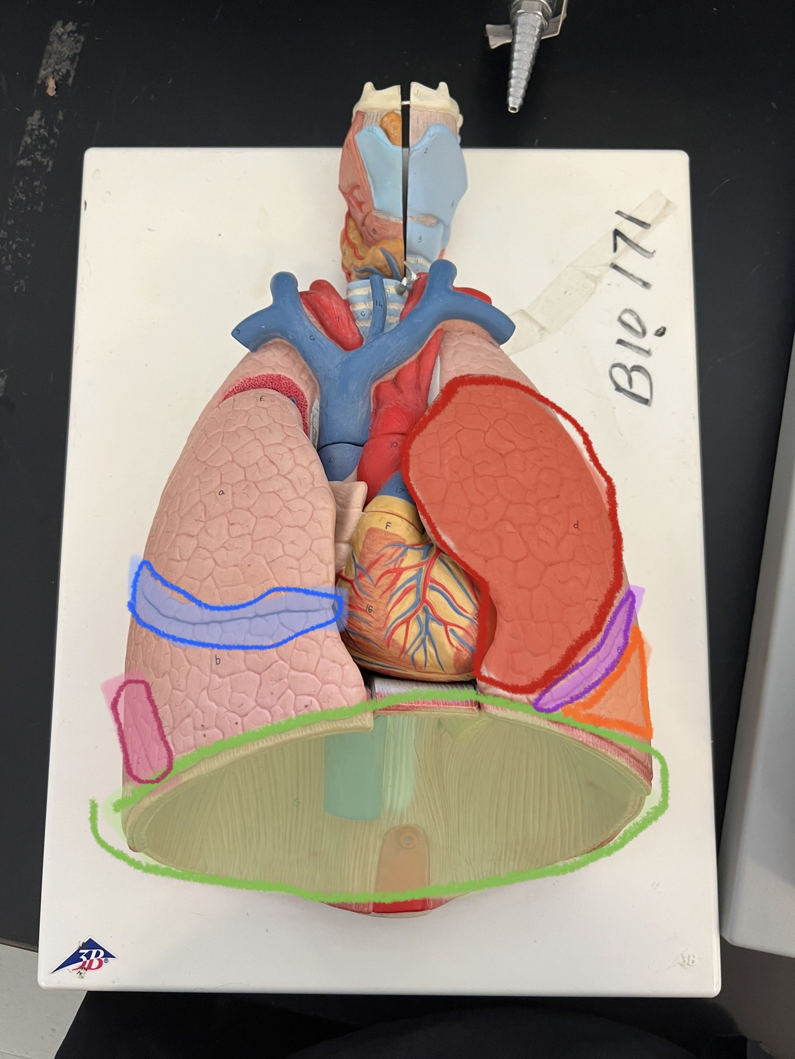 <p>What structure is highlighted in pink?</p>