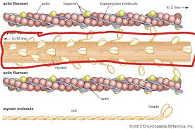 <p>STATIONARY during contraction</p>