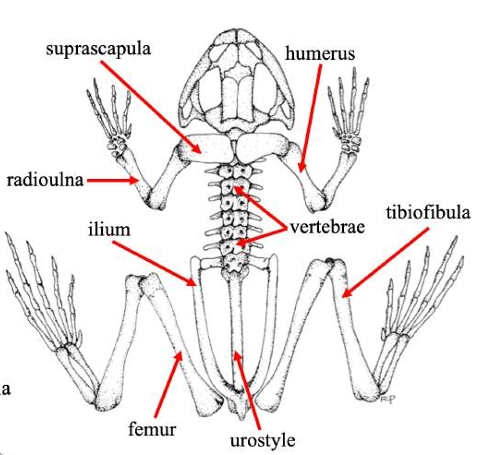<p>The bone of the upper front limb in frogs, connecting the shoulder and the elbow. </p>
