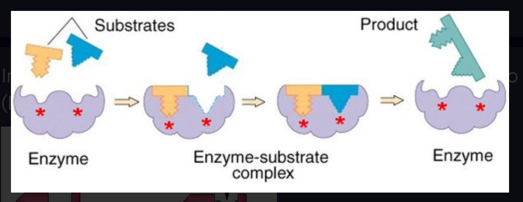 <p>States that the enzyme and substrate undergo conformational changes to interact fully with one another (as opposed to "Lock & Key")</p>