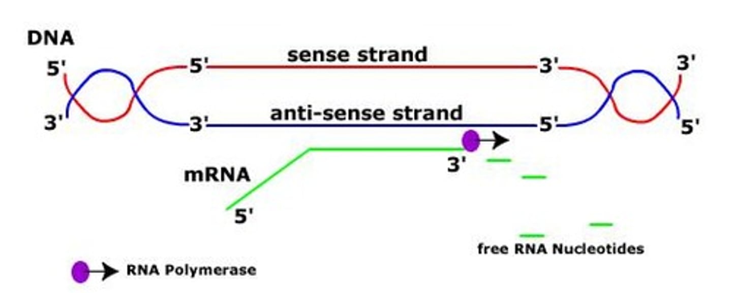 <p>Process of synthesizing RNA from DNA template.</p>