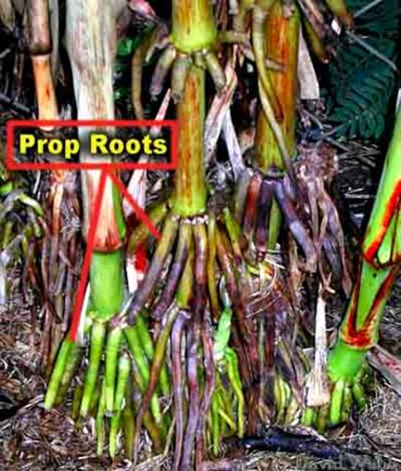 <p>aerial roots that have an adentitious origin on the stem but they grow down and root in the soil, anchoring the plant</p>