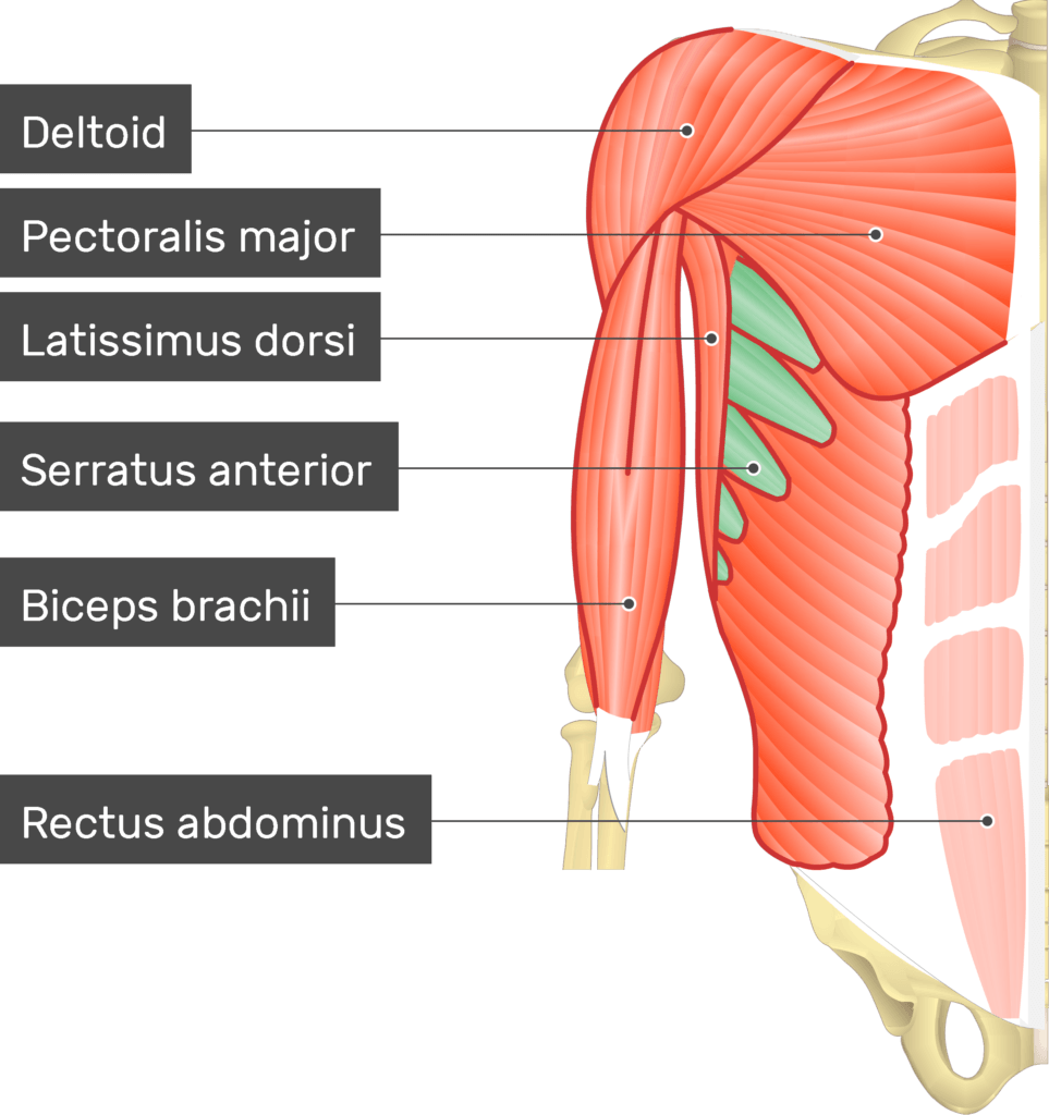 <p>O: anterior ribs 1-8</p><p>I: Anterior medial border of scapula<br>A: superiorly rotate and protract scapula</p>