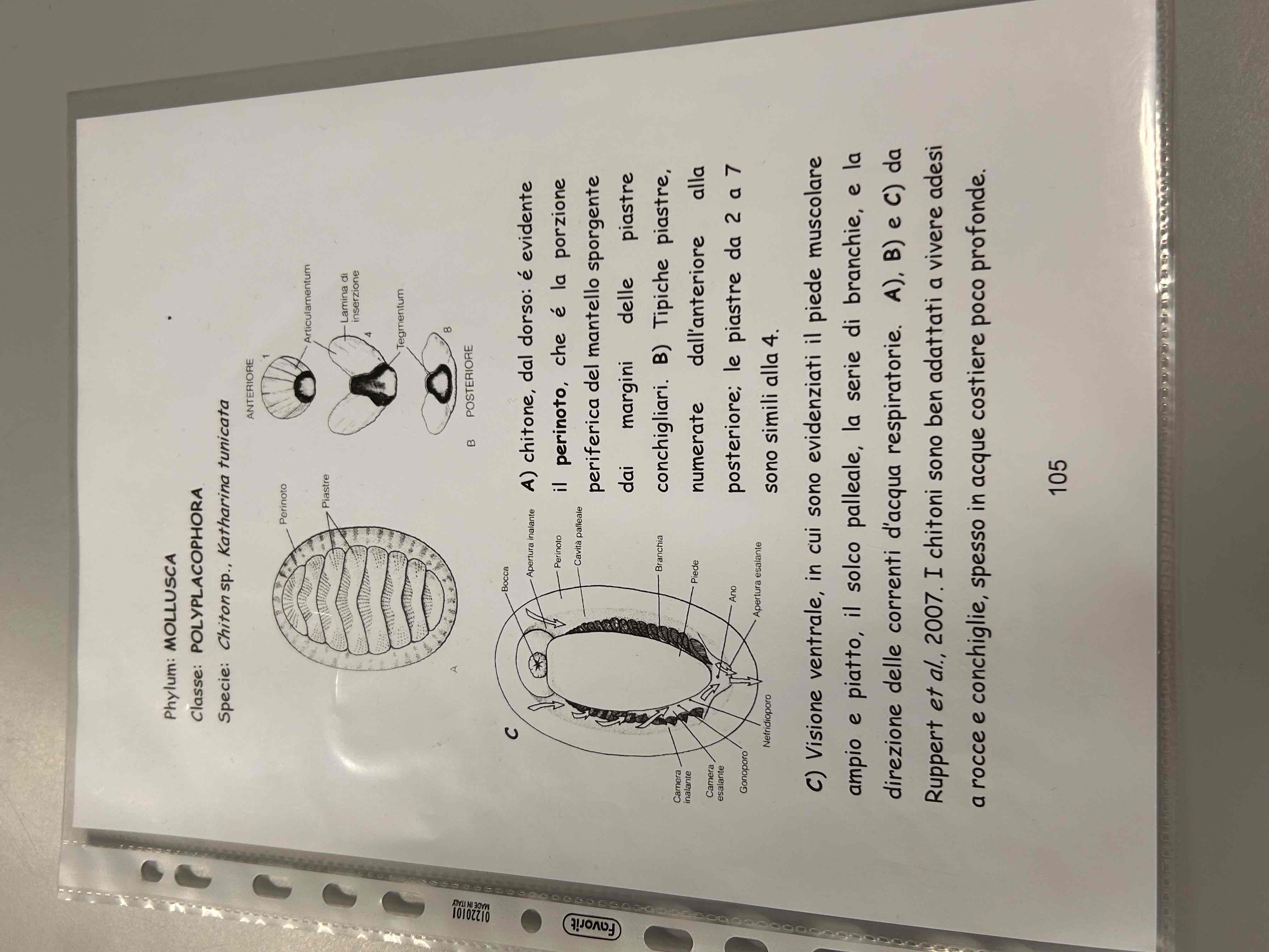 <p>Poliplacophora</p><p>Chiton sp.</p><p>(Piede)</p>