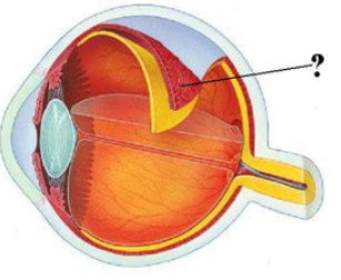 <p><span><span>Identify the indicated structure.</span></span></p>