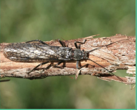 <p>Class 1-pollution sensitive</p>