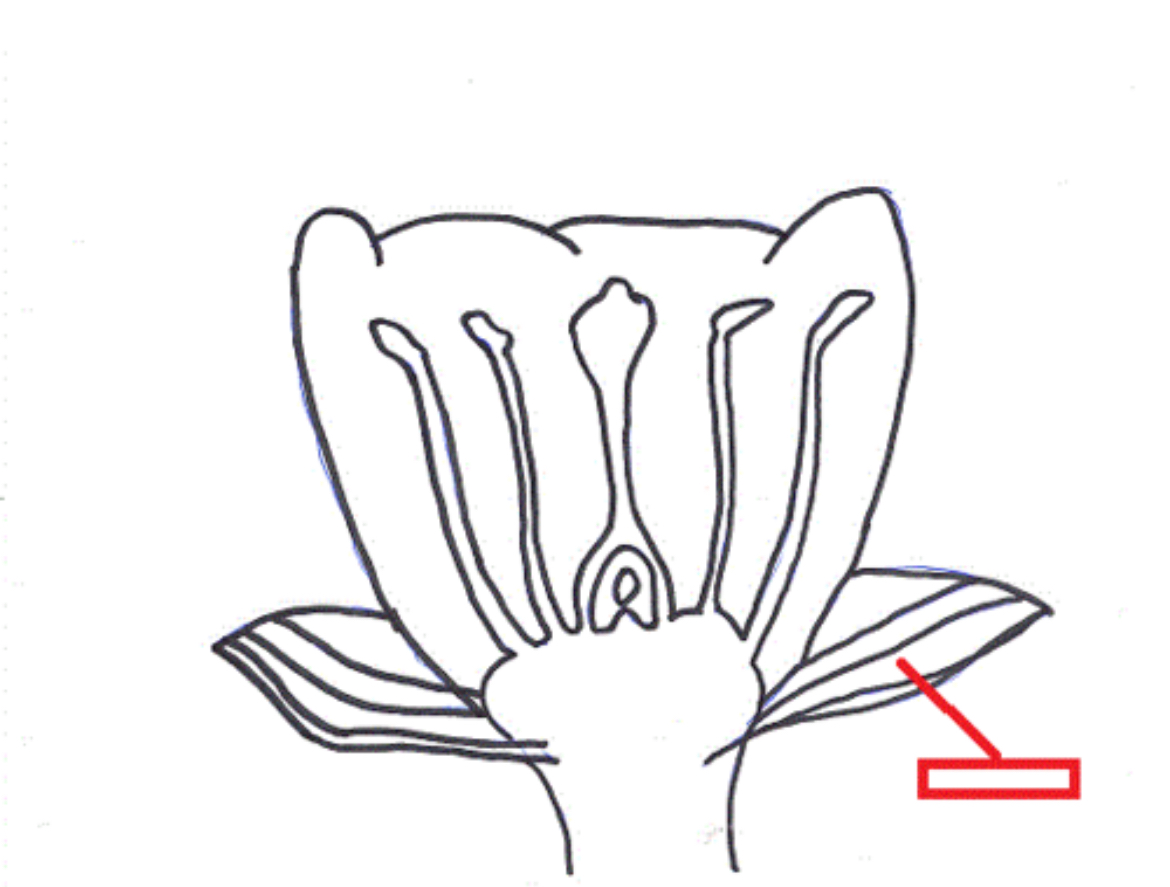 <p><span>A modified leaf in angiosperms that helps enclose and protect a flower bud before it opens.</span></p>