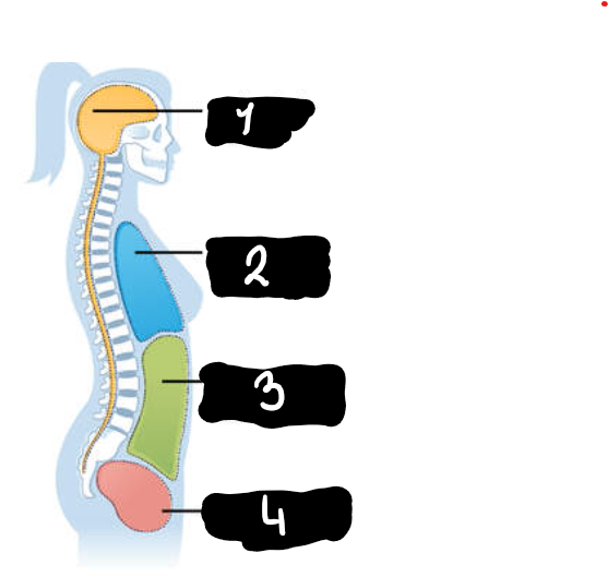 <p>Wat hoort bij nummer 4? </p>